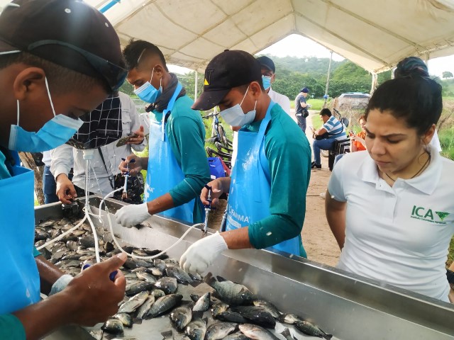 Inició vacunación contra bacteria que afecta los cultivos de tilapia en el país
