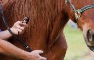 Tenedores de équidos a reportar signos clínicos compatibles con enfermedades de declaración obligatoria