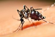 La OMS advierte de riesgo por dengue, el calentamiento global lleva casos a cerca de máximos históricos