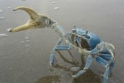 En La Guajira se promueven acciones para la conservación del cangrejo azul