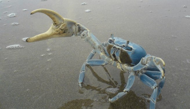 En La Guajira se promueven acciones para la conservación del cangrejo azul