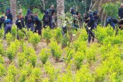 Fondo Colombia en Paz destina $ 26.651 millones para proyectos productivos de sustitución de cultivos de uso ilícito