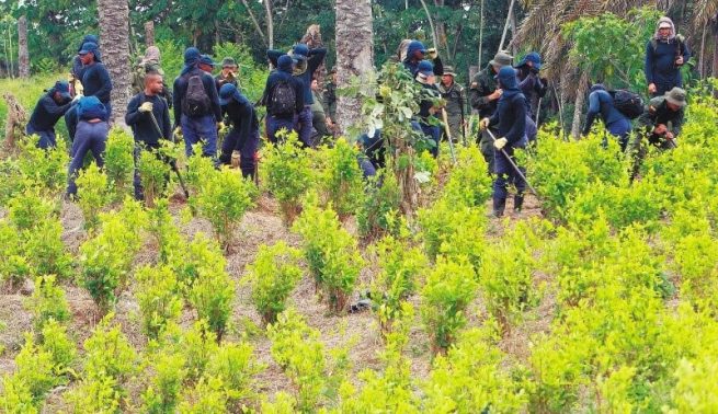 Fondo Colombia en Paz destina $ 26.651 millones para proyectos productivos de sustitución de cultivos de uso ilícito