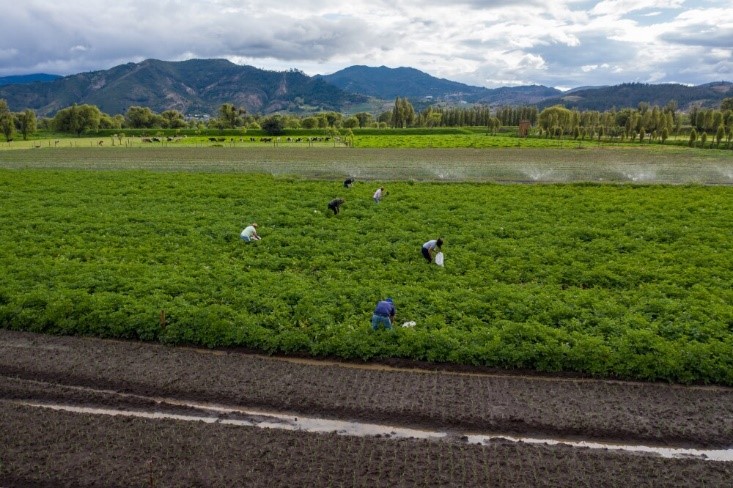 MinAgricultura busca productores que quieran recibir servicio de extensión agropecuaria