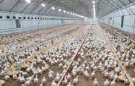 Colombia podrá exportar carne de pollo nuevamente al país asiático