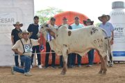 Reportan éxito de la Feria Ganadera de Valledupar en su version 43
