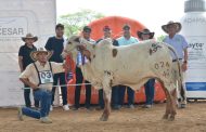 Reportan éxito de la Feria Ganadera de Valledupar en su version 43