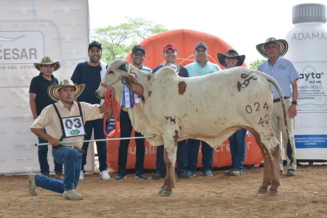 Reportan éxito de la Feria Ganadera de Valledupar en su version 43