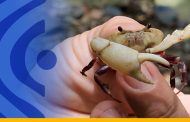 La ciencia reconoce a Colombia nueva especie de cangrejo descubierta en Fonseca, tras el Acuerdo de Paz