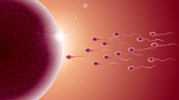 Inquietante desplome del conteo de espermatozoides en el mundo y esta es la causa, según los expertos