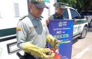 En Valledupar, Policía lidera campaña de prevención contra el tráfico de fauna, flora y maltrato animal