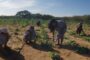 MinAgricultura destinará 15 mil millones de pesos para financiar proyectos de mujeres rurales