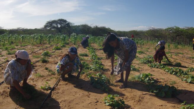 MinAgricultura destinará 15 mil millones de pesos para financiar proyectos de mujeres rurales