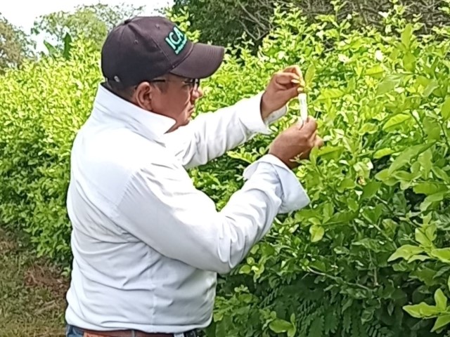 En Cesar, toma de muestras para el diagnóstico del HLB de los cítricos