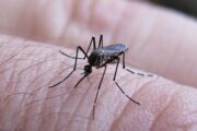 Este año, en Colombia van más de 67 mil casos de dengue; se registran muertes