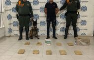 Cayó con 12 kilos de marihuana