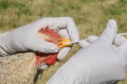 ¡Vuelve el riesgo! Hay que extremar las medidas de bioseguridad para proteger las aves de la influenza aviar