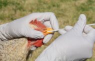 ¡Vuelve el riesgo! Hay que extremar las medidas de bioseguridad para proteger las aves de la influenza aviar