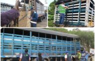Para asegurar el bienestar, se deben implementar planes de contingencia durante el transporte de animales: ICA