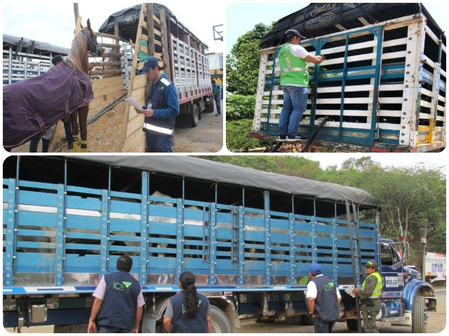 Para asegurar el bienestar, se deben implementar planes de contingencia durante el transporte de animales: ICA