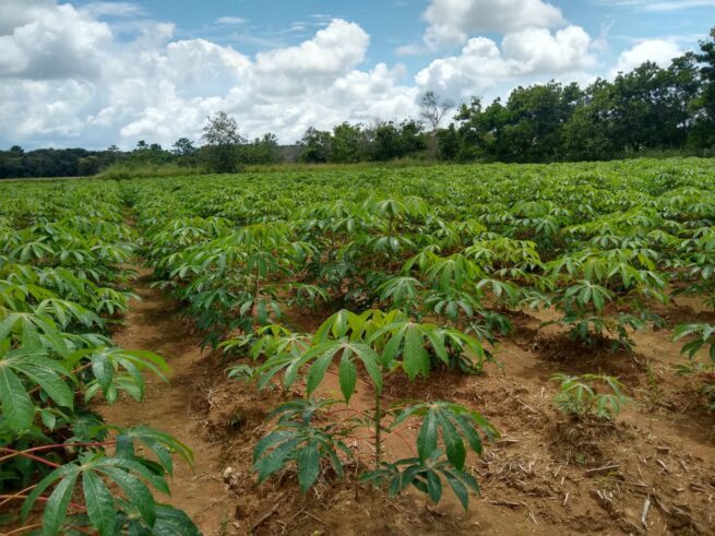 Cesar, departamento priorizado para el plan Yuca País fase II