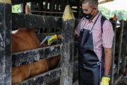 En un 98,8 % avanza la vacunación a bovino y bufalino contra fiebre aftosa en primer ciclo del 2023