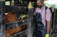 En un 98,8 % avanza la vacunación a bovino y bufalino contra fiebre aftosa en primer ciclo del 2023