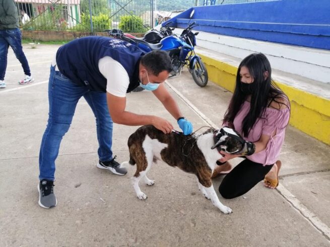 El reto de Minsalud para eliminar la rabia humana, trasmitida por perros y gatos