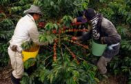 MinAgricultura anuncia inversión por $ 35.000 millones para renovación de cafetales en el país