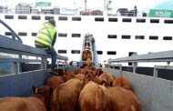 Colombia exportará carne bovina a China