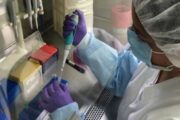En camino los kits de ELISA competitiva para el diagnóstico de la brucelosis bovina