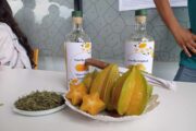 Nuevo destilado: vino de torombolo, oportunidad de negocio para productores del Cesar