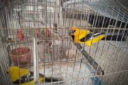 Adelantan actividades de control de daños al ecosistema de manglar y al tráfico ilegal de fauna silvestre en Riohacha