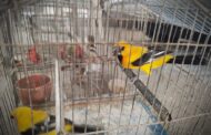 Adelantan actividades de control de daños al ecosistema de manglar y al tráfico ilegal de fauna silvestre en Riohacha