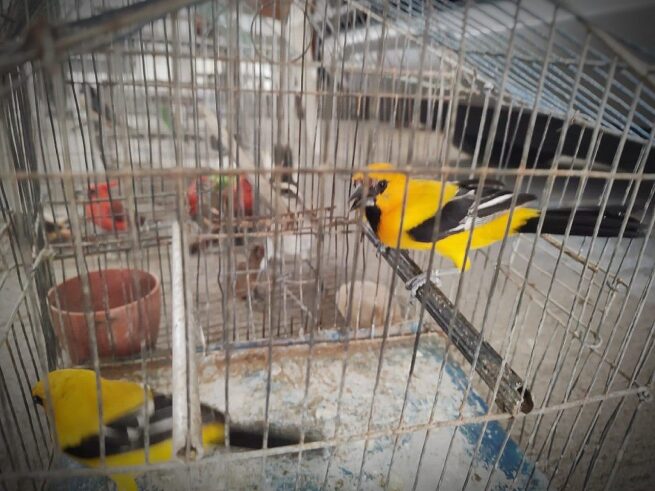 Adelantan actividades de control de daños al ecosistema de manglar y al tráfico ilegal de fauna silvestre en Riohacha