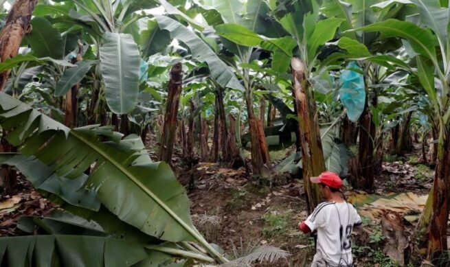 ICA Pide reforzar medidas de prevención del Fusarium R4T en zona de frontera con Venezuela