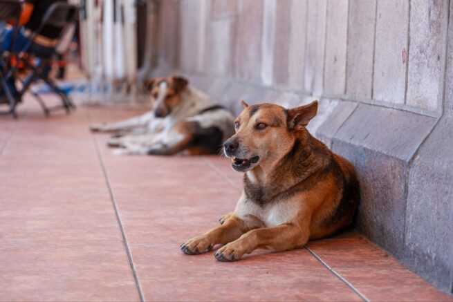 En Valledupar se realizará Segundo Foro sobre Protección Animal
