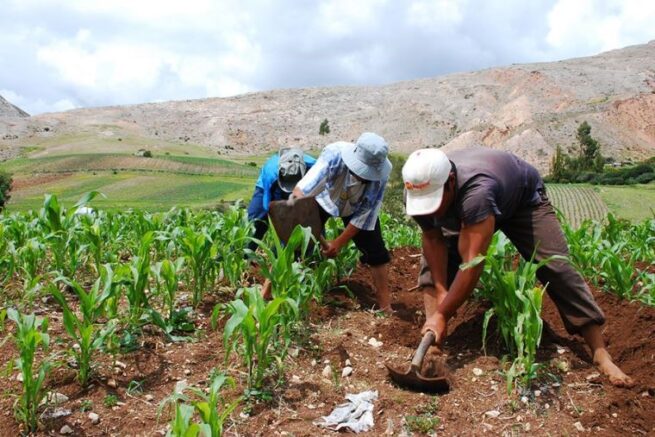 Más de $ 33.000 millones en programas del MinAgricultura para que pequeños agricultores produzcan alimentos