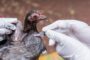 Nuevo caso de influenza aviar en aves traspatio se registra en la Costa Atlántica