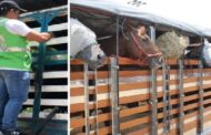 Colombia avanza en bienestar animal en la producción primaria