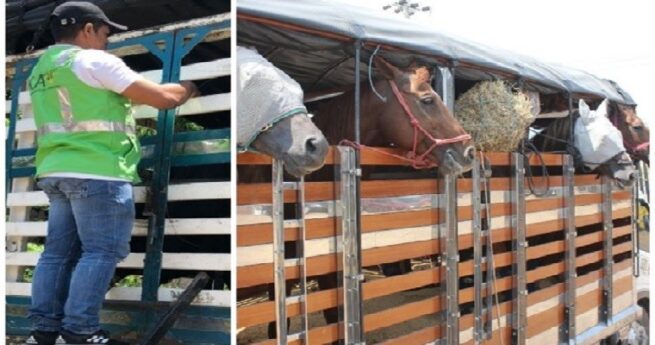 Colombia avanza en bienestar animal en la producción primaria