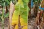 El ICA avanza con estrategia robusta en prevención del Fusarium R4T en zona de frontera con Venezuela