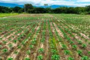 Indígenas y campesinos del Cesar, Magdalena y Santander recibieron más de $ 3.198 millones en proyectos productivos