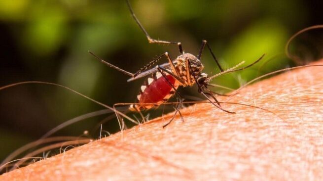 MinSalud establece nuevos lineamentos para la prevención y control de la malaria en Colombia