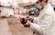 La FAO prevé una nueva crisis de gripe aviar en 2024
