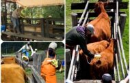 Al 99 % de cobertura llegó el segundo ciclo de vacunación contra fiebre aftosa y brucelosis bovina