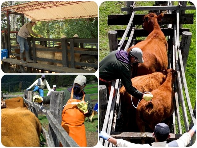 Al 99 % de cobertura llegó el segundo ciclo de vacunación contra fiebre aftosa y brucelosis bovina