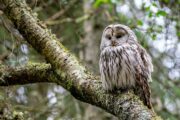 Expiden circular para salvar la fauna silvestre ante los efectos del fenómeno de El Niño