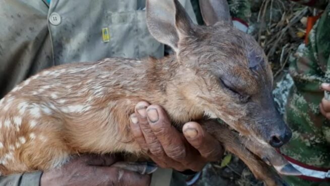 Ante incendios forestales, Defensoría del Pueblo promueve el cuidado y protección de los animales