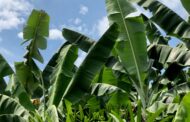 El ICA reglamentará los biopreparados de uso agrícola
